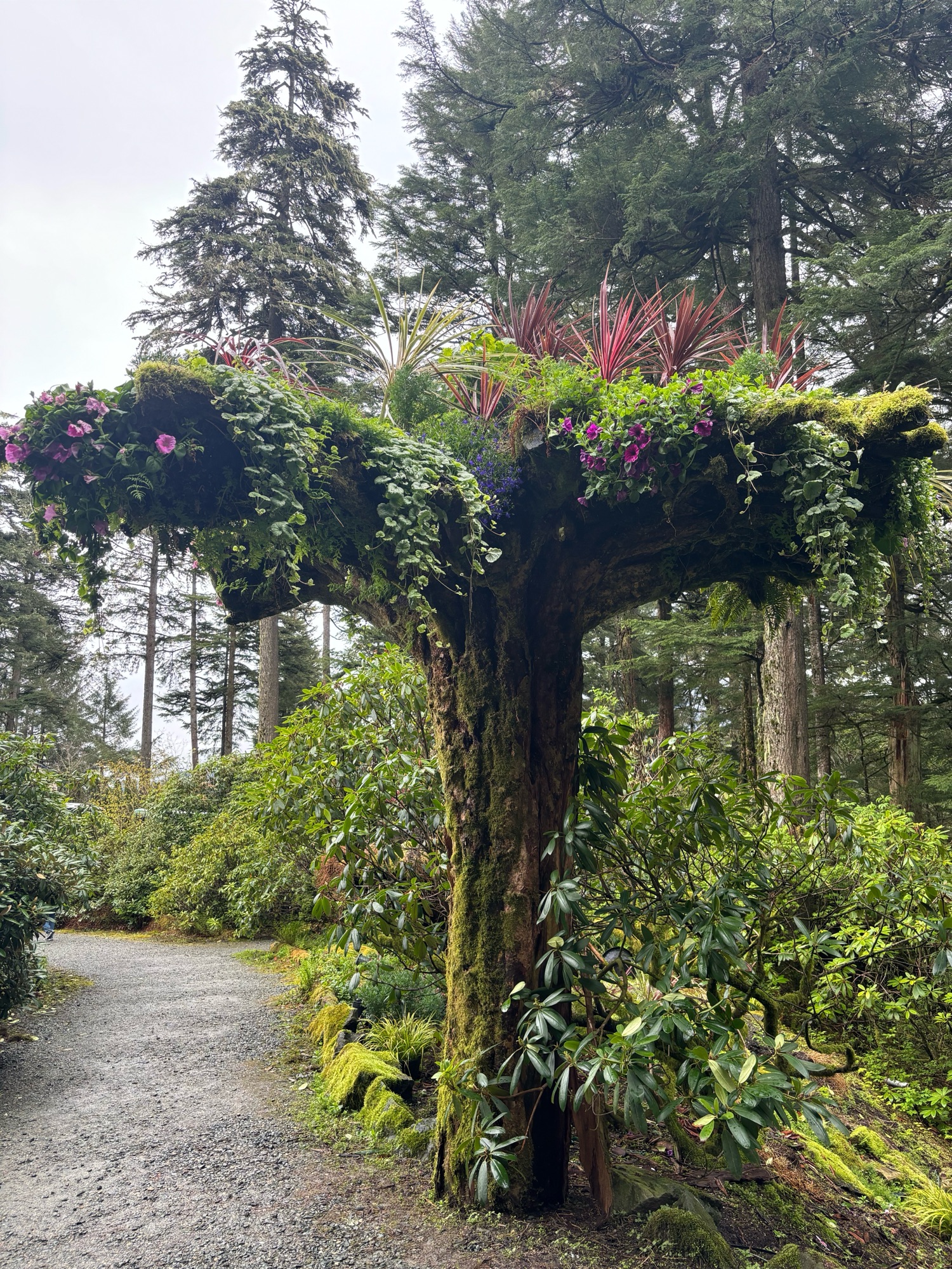 Upside-down tree trunk in Juneau Glacier Gardens