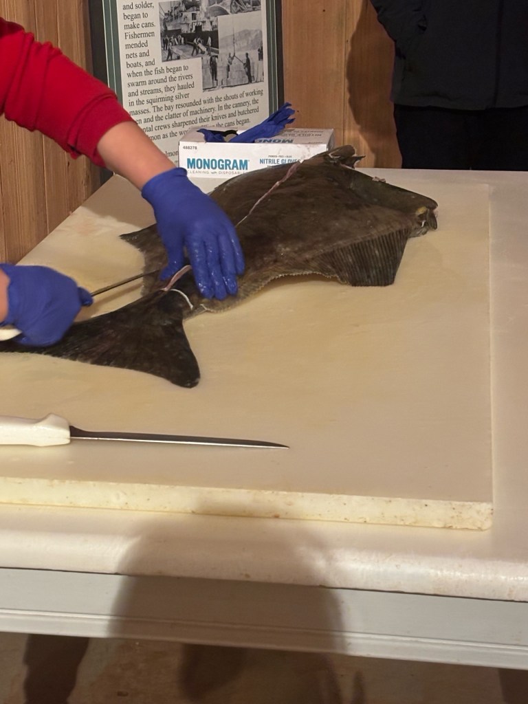 Fileting of halibut during In Alaska's Wildest Kitchen cruise excursion at Icy Strait Point, Hoonah, Alaska