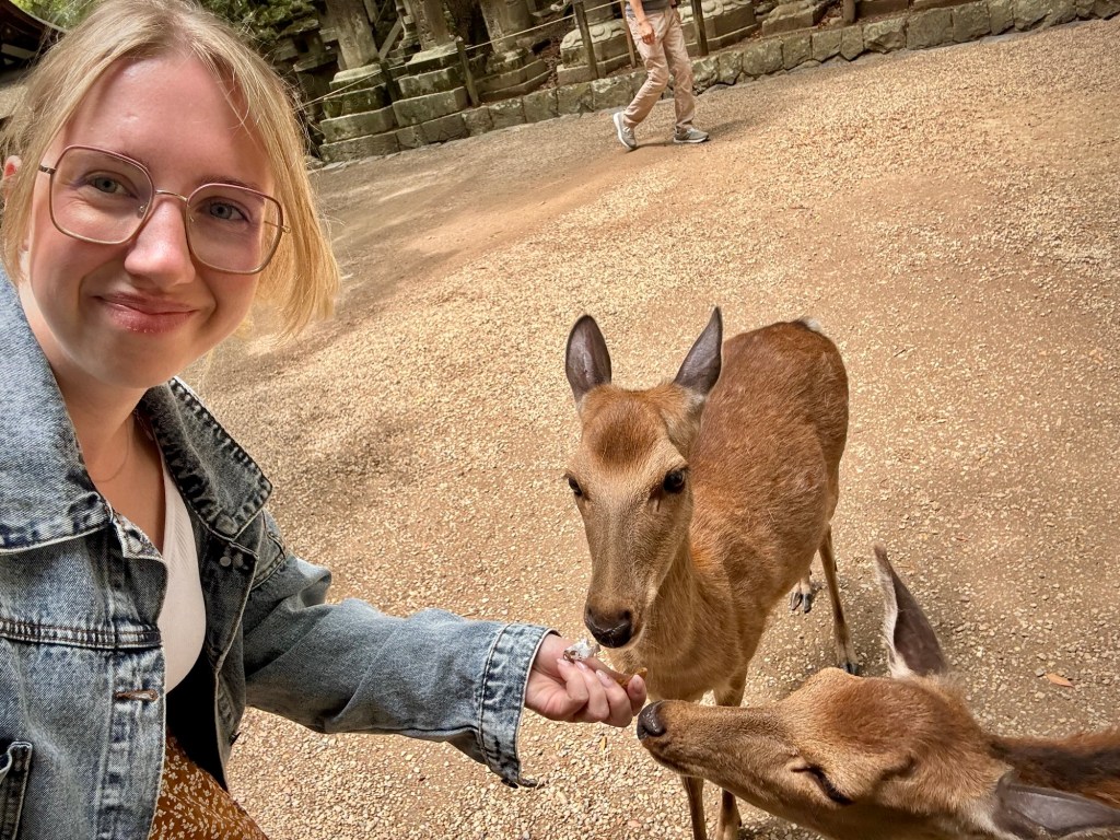 Feeding deer in Nara Park, Japan