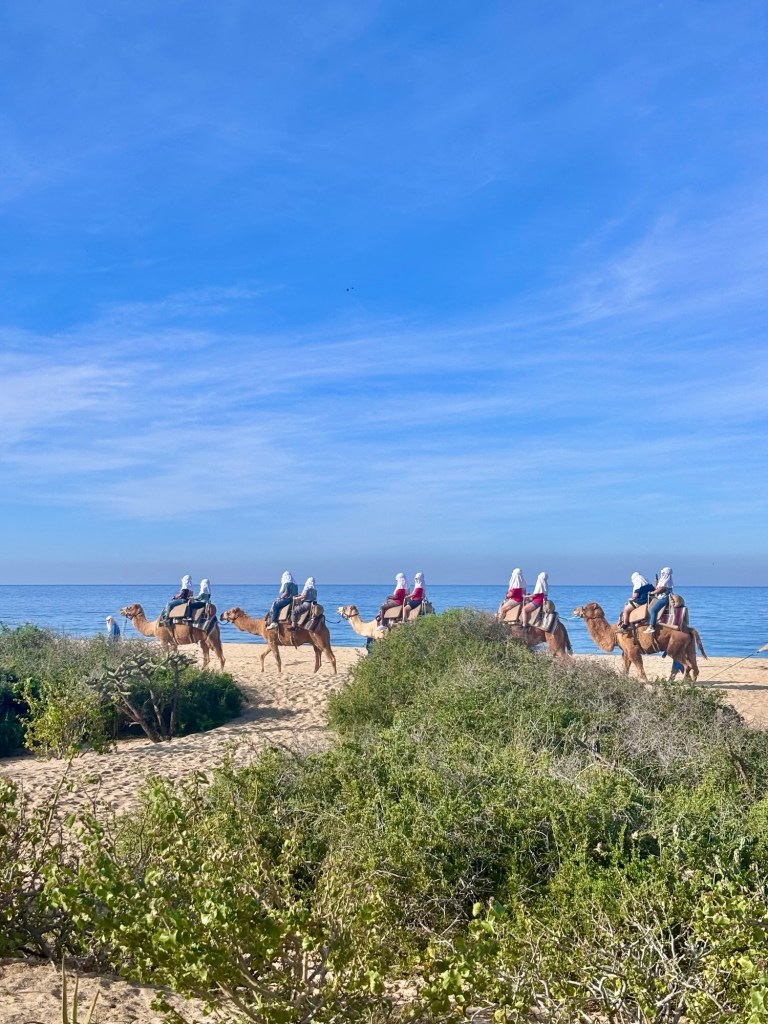 Tierra Sagrada Camel ride from Cabo Adventures, Mexico
