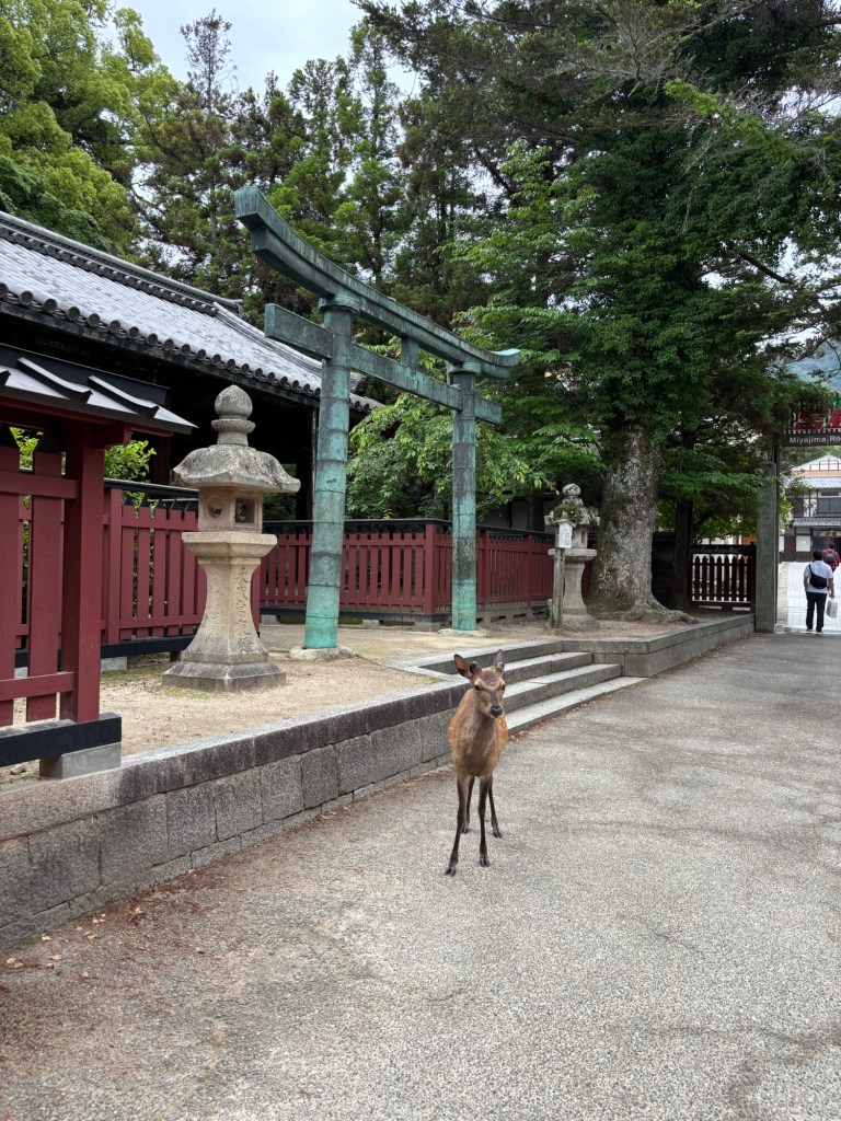 Deer in Miyajima